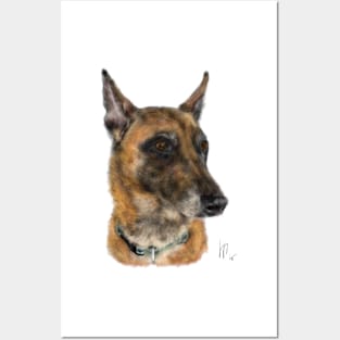 A Handsome Belgian Shepherd Dog Posters and Art